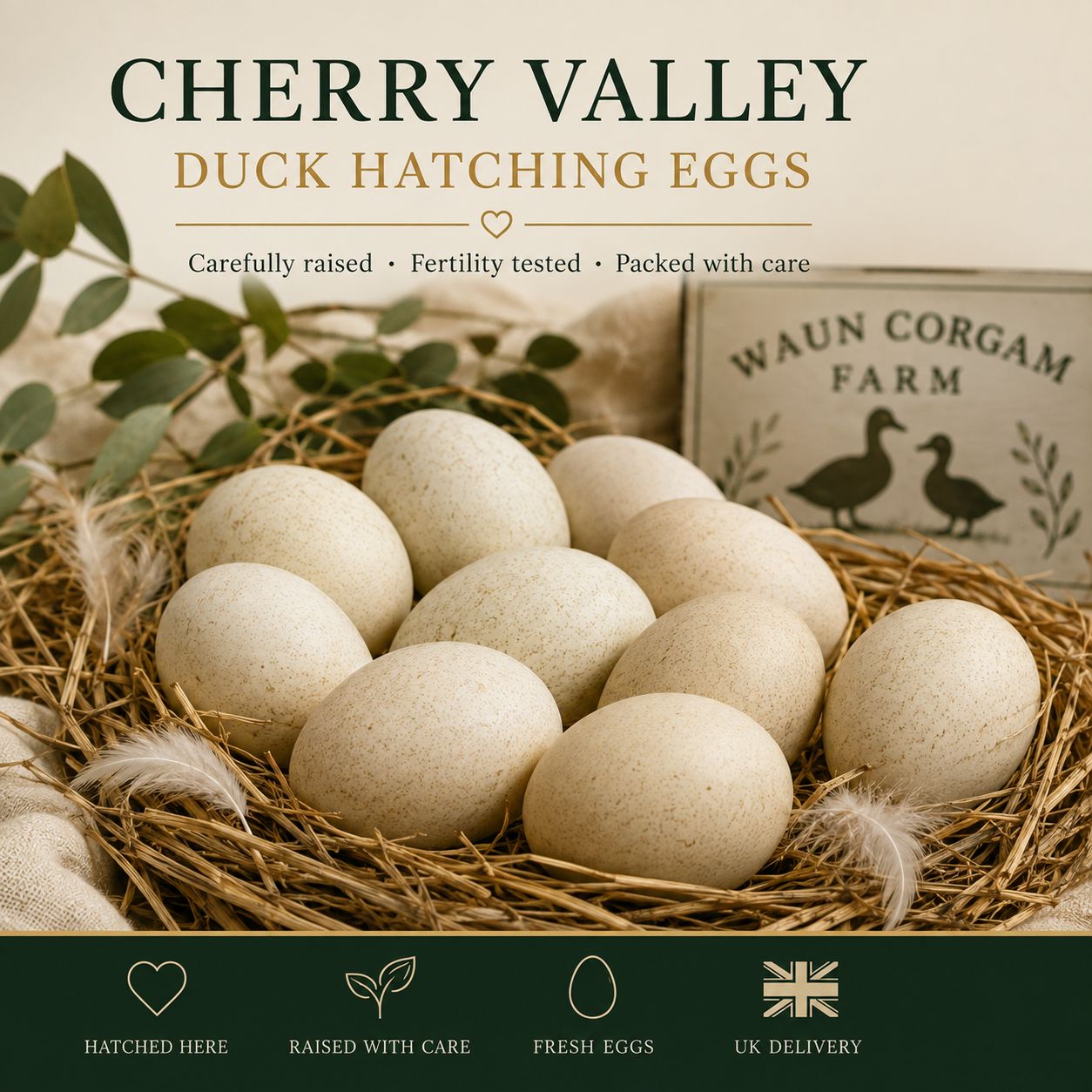 Cherry Valley Duck Hatching Eggs – Coming Soon