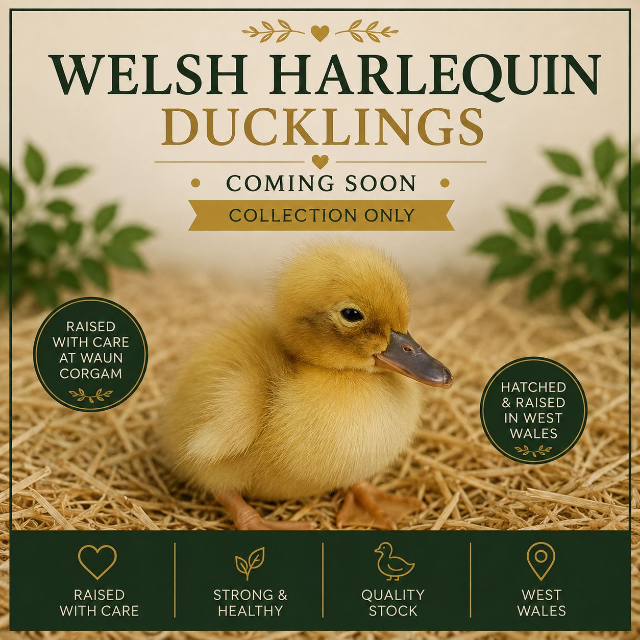 Welsh Harlequin Ducklings - COMING SOON · COLLECTION ONLY