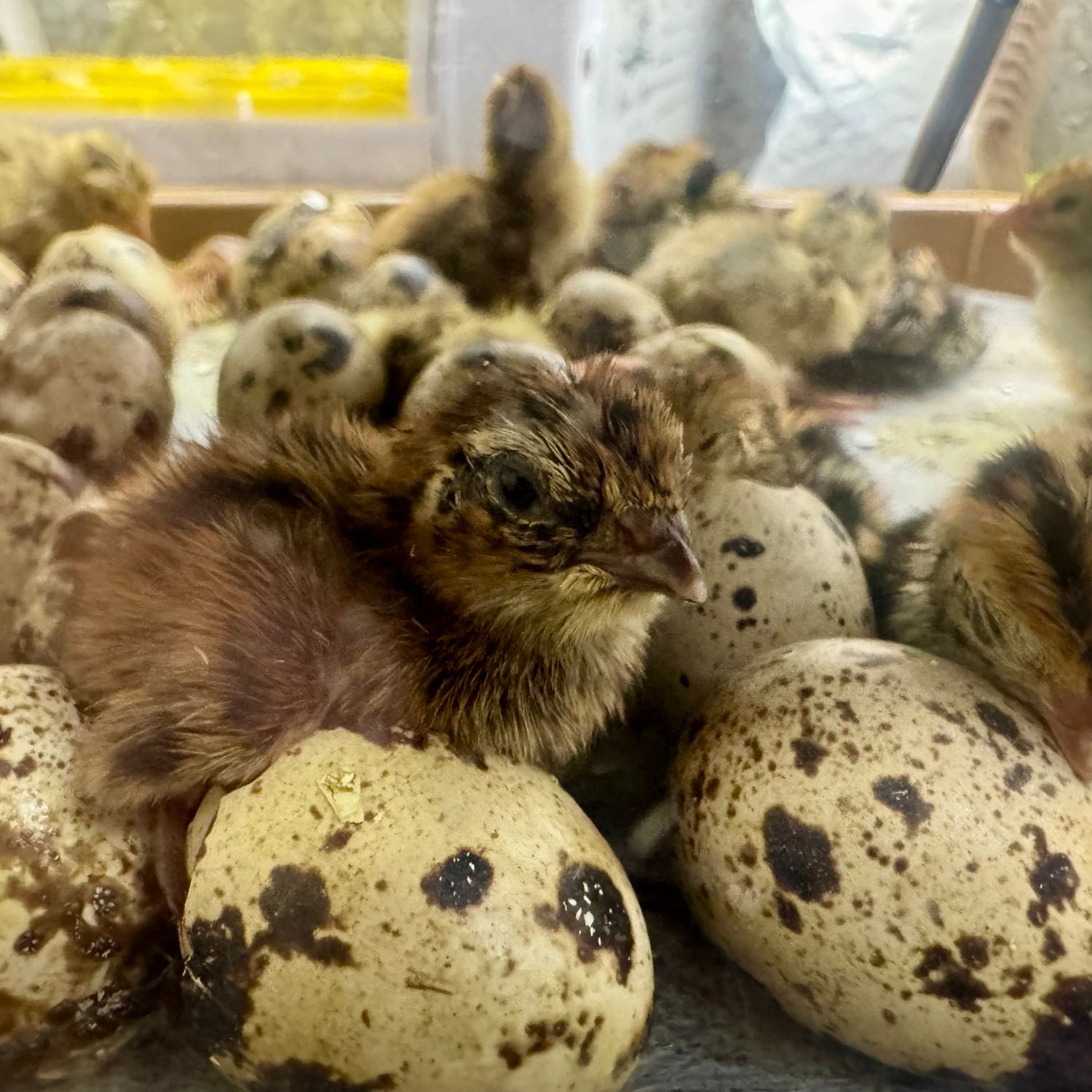 Mixed Colour Coturnix Quail Chicks - AVAILABLE