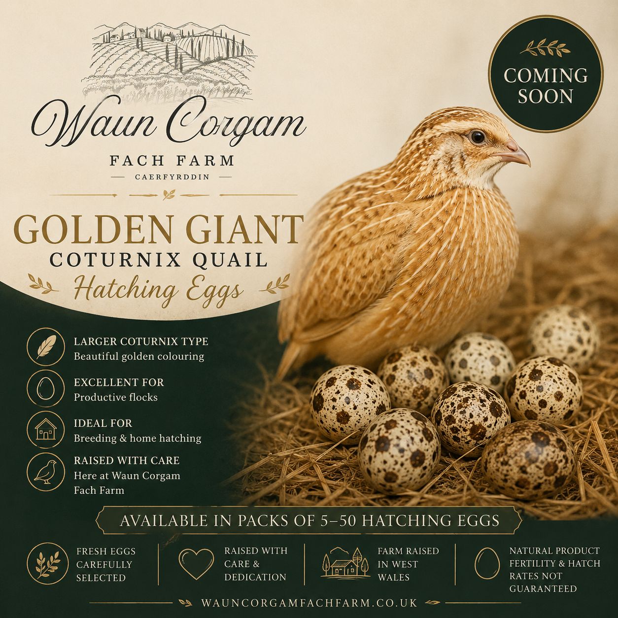 Golden Giant Coturnix Quail Hatching Eggs - Coming Soon!