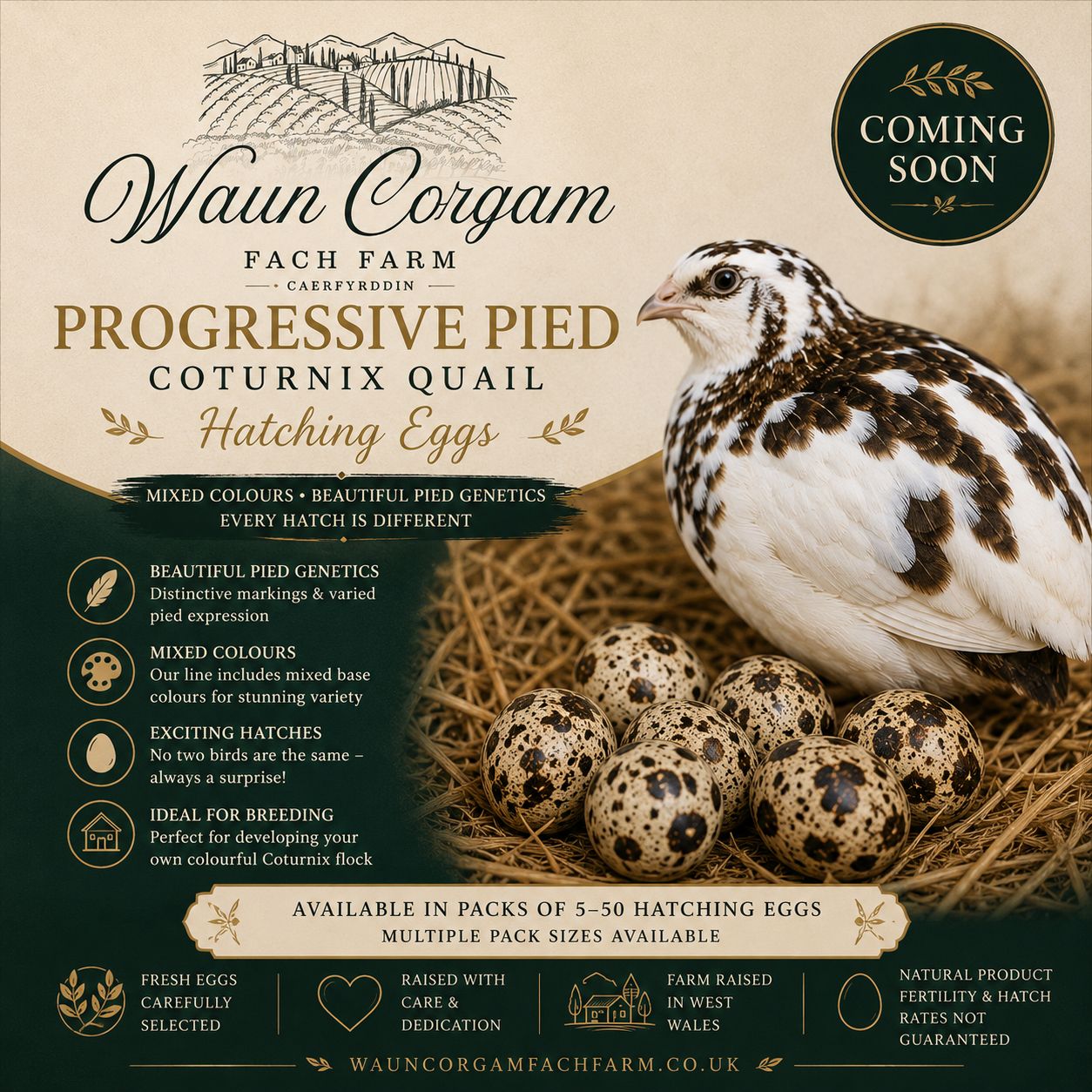 Progressive Pied Coturnix Quail Hatching Eggs - Coming Soon!