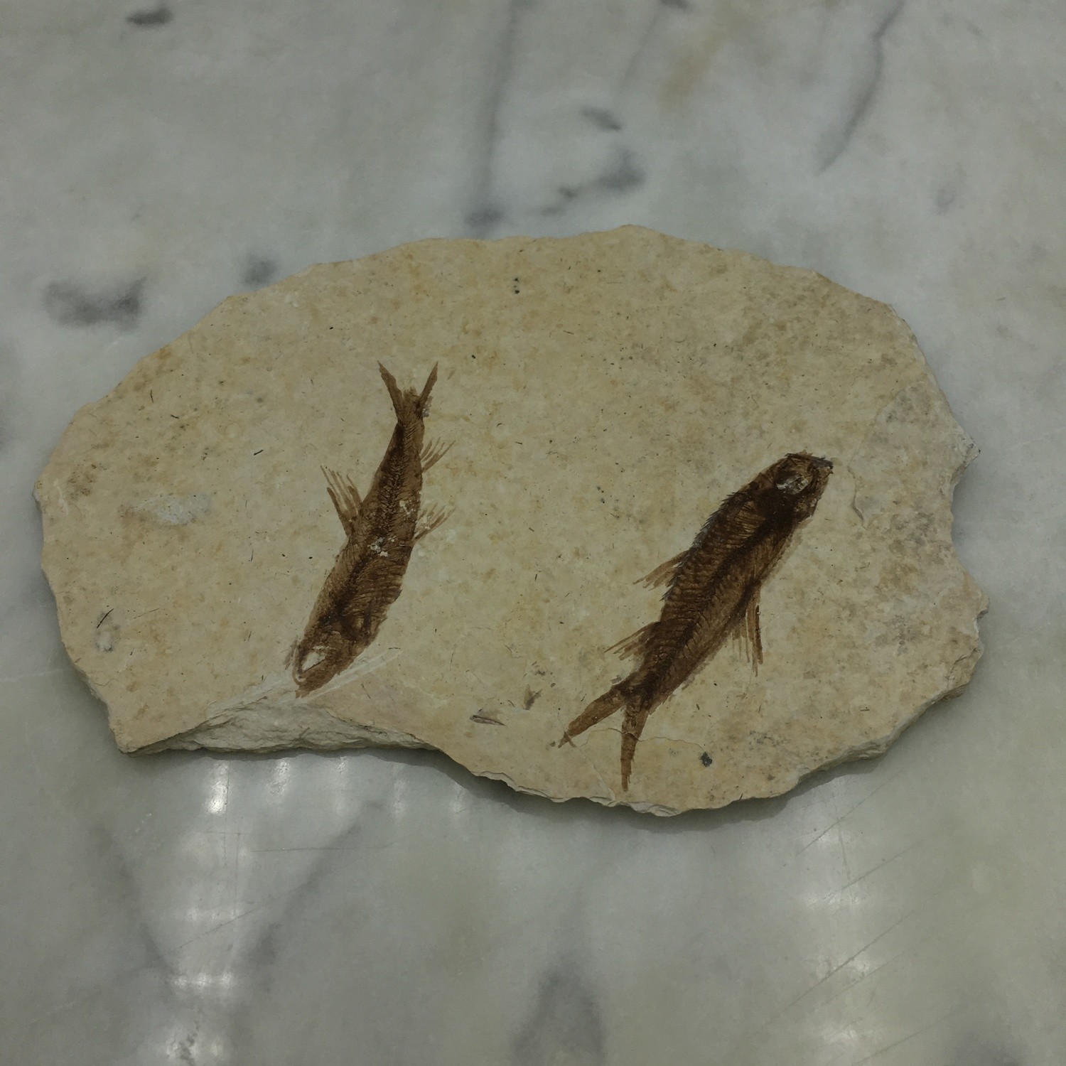 Fish Fossil 3"