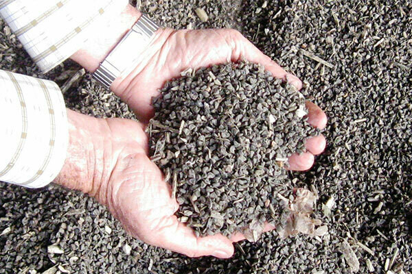 Whitten Kenaf Seeds 1 pound 11,000 seeds