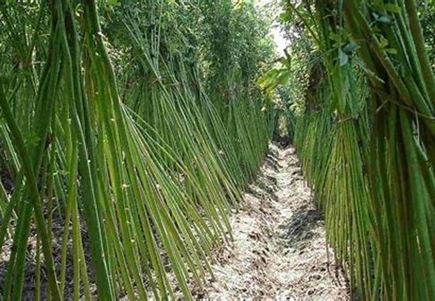 Your guide to Buying or Selling Kenaf - Market Specifications for Farmers and Manufacturers
