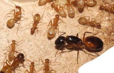 Camponotus Sanctus 10-15 işçili koloni