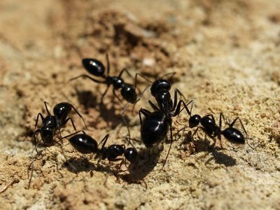 Camponotus Foreli ( 3 işçili )