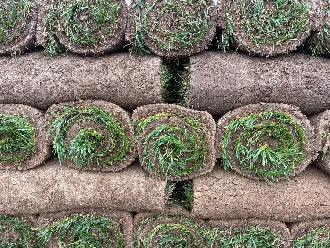 Fescue Sod