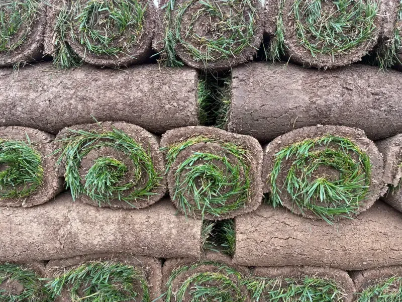 Fescue Sod
