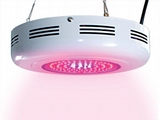 LED Plant Lighting