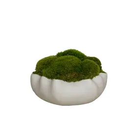 Grey Bowl / Mood Moss