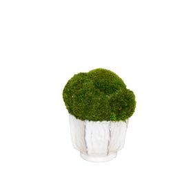 WH Ceramic Pot / Mood Moss