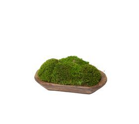 Wood Tray / Mood Moss