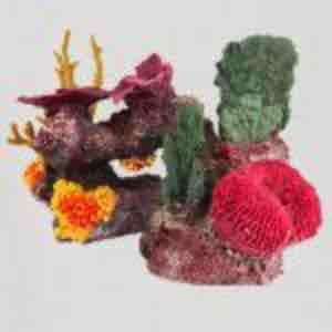 The Aruba Coraline Kit w/attached Corals