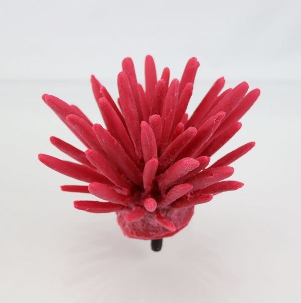 Pencil Urchin