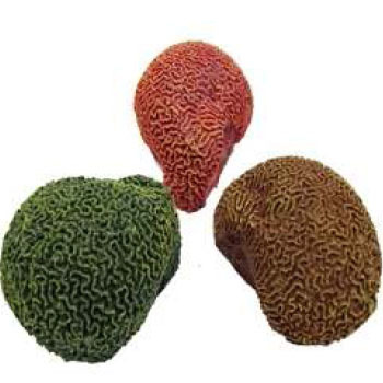 Brain (Small)