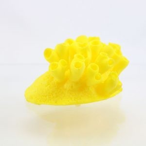 Sea Squirt
