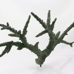 Staghorn 331