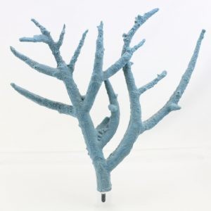 Staghorn 412