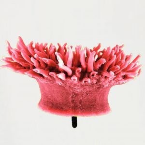 Anemone 300