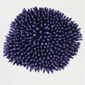 Anemone 428