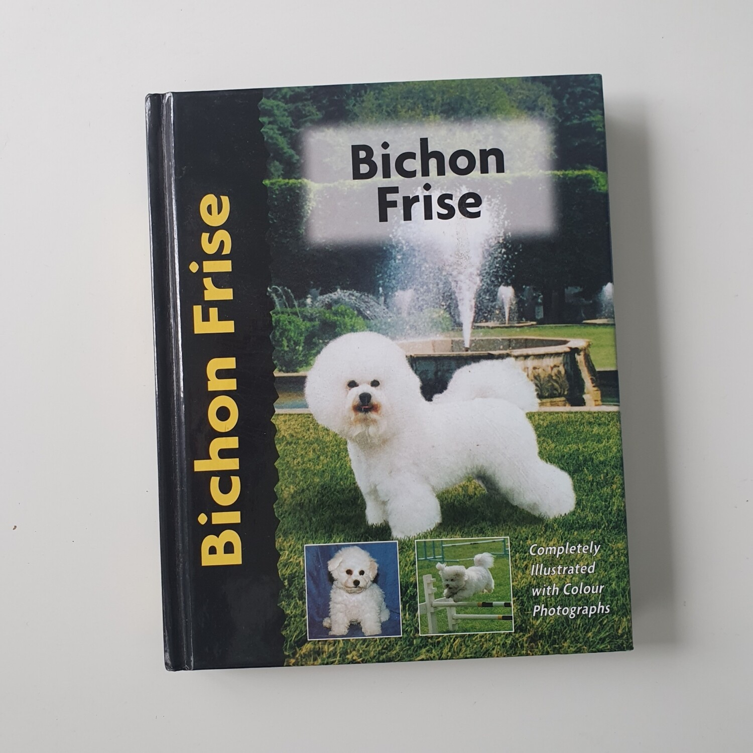 Bichon Frise - dog