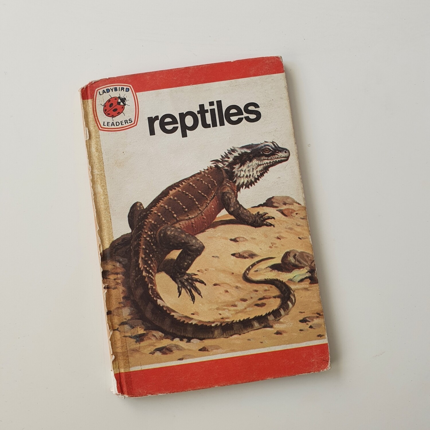 Reptiles - Bearded Dragon