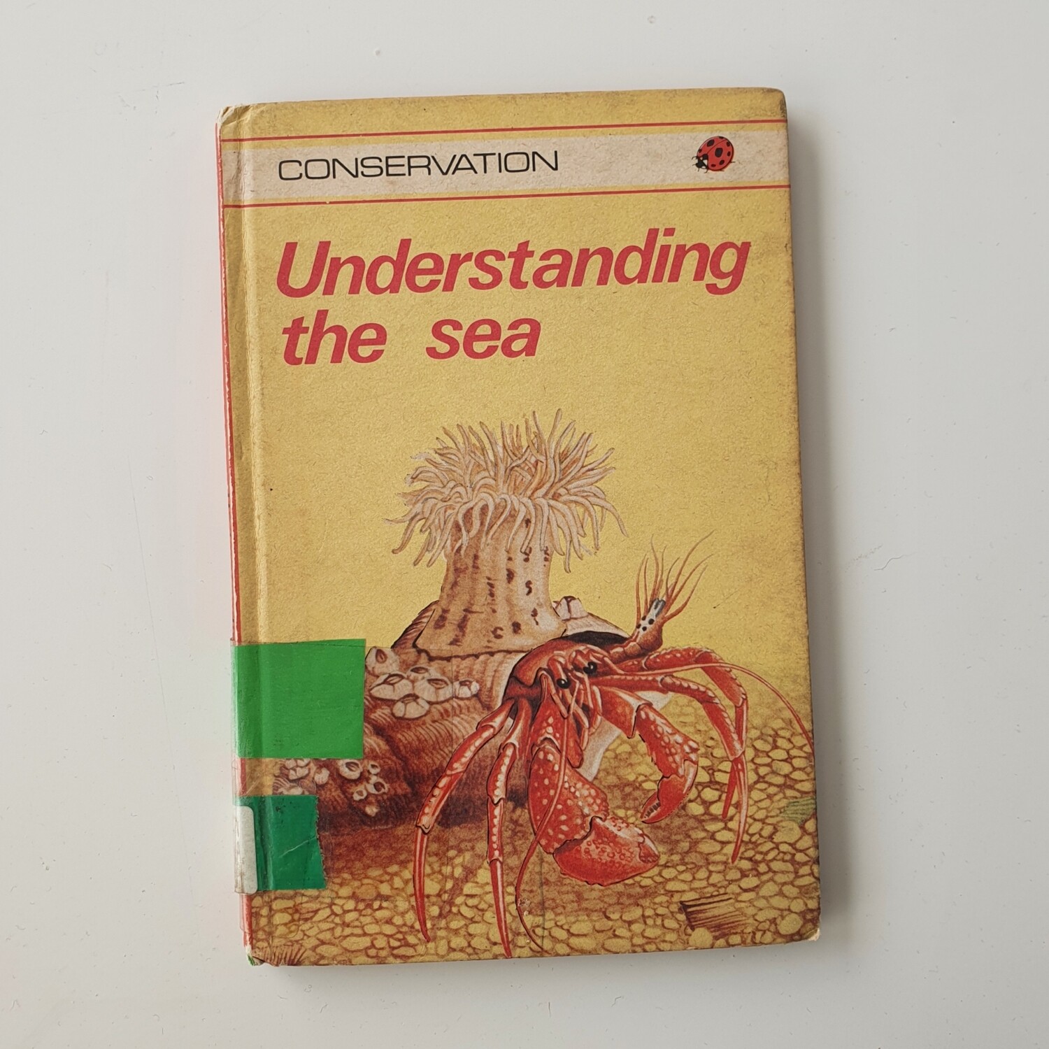 Understanding the Sea - Hermit Crab