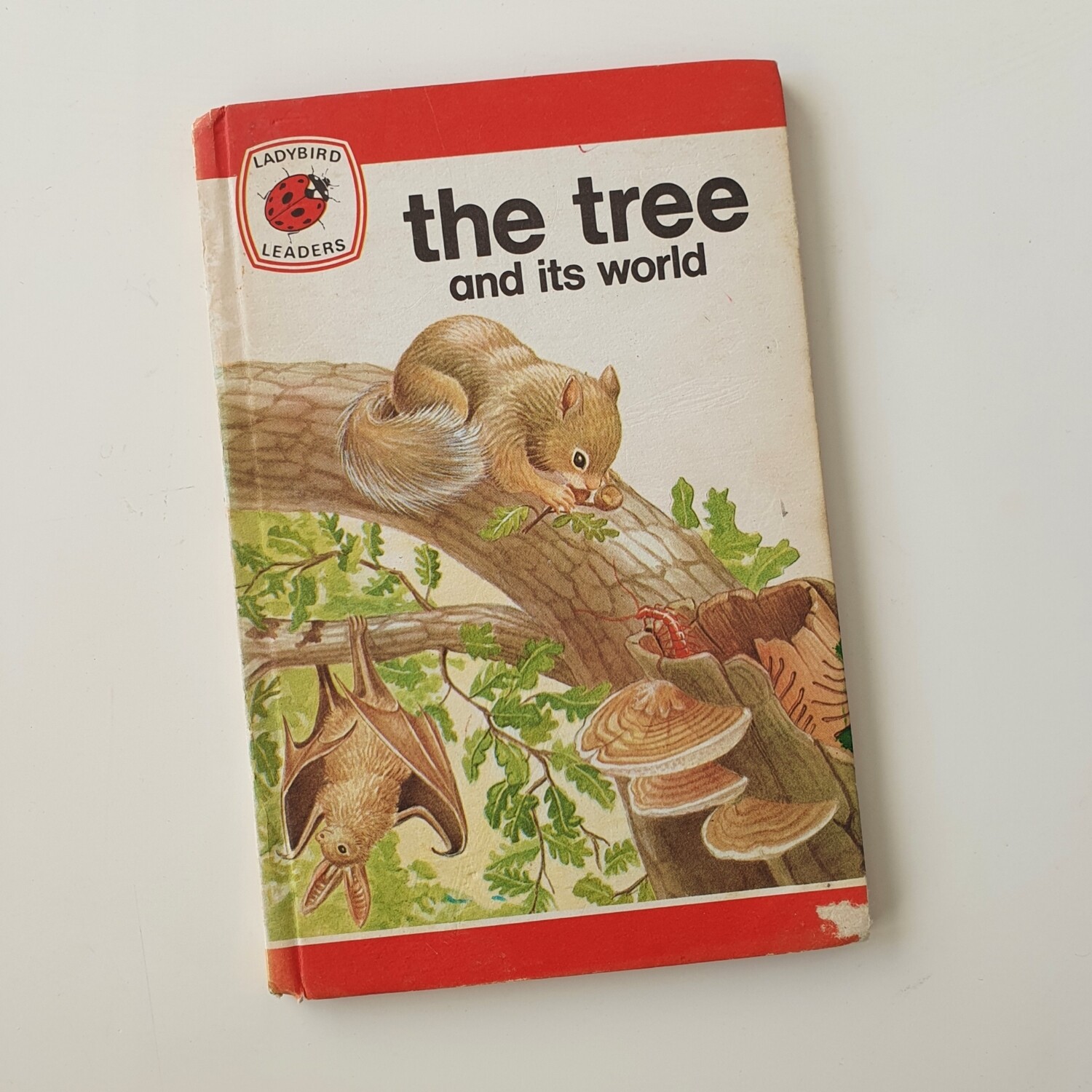 The Tree and Its World - squirrel