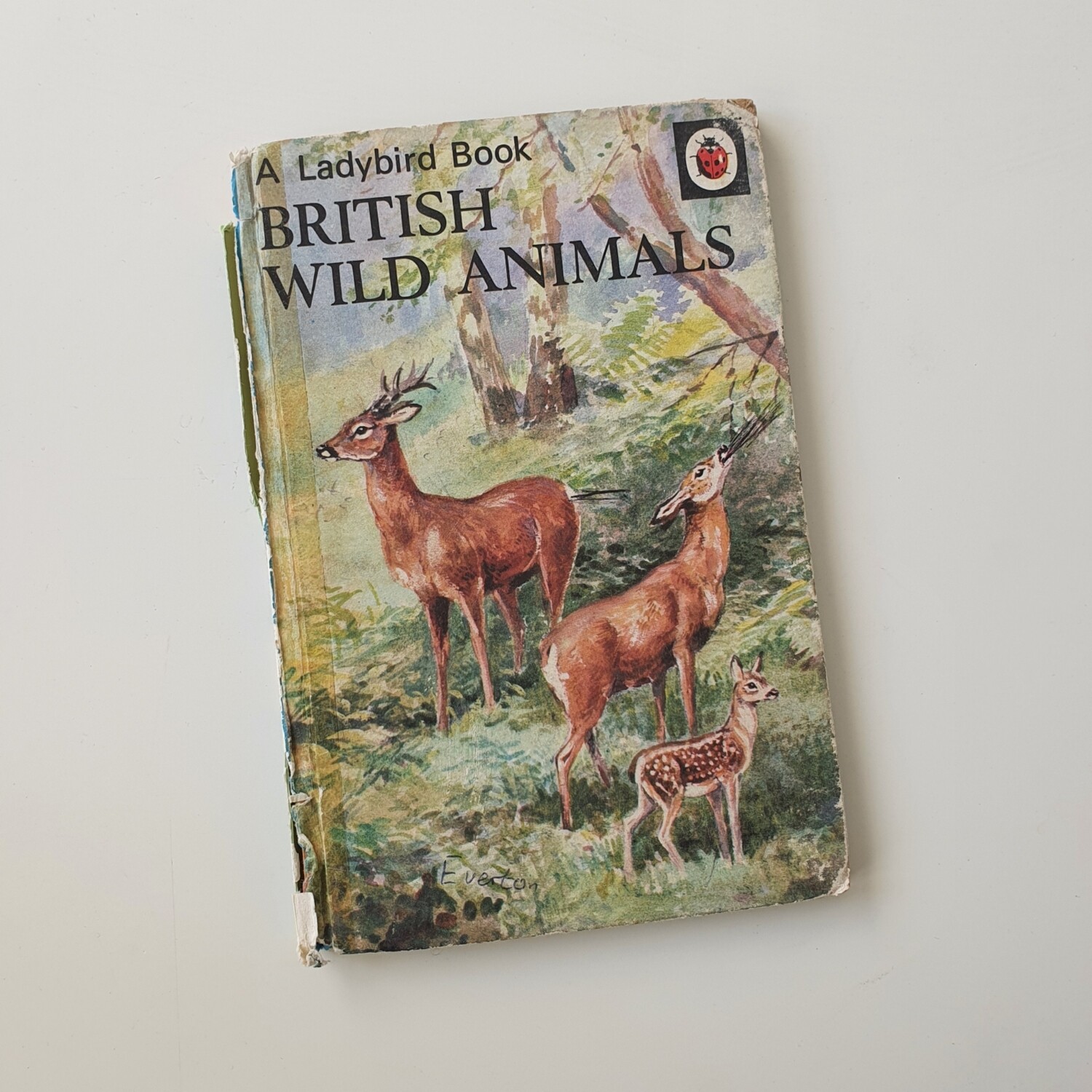 British Wild Animals - deer