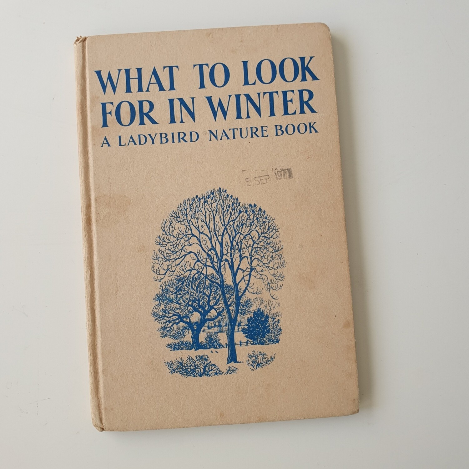 What to look for in Winter - tree