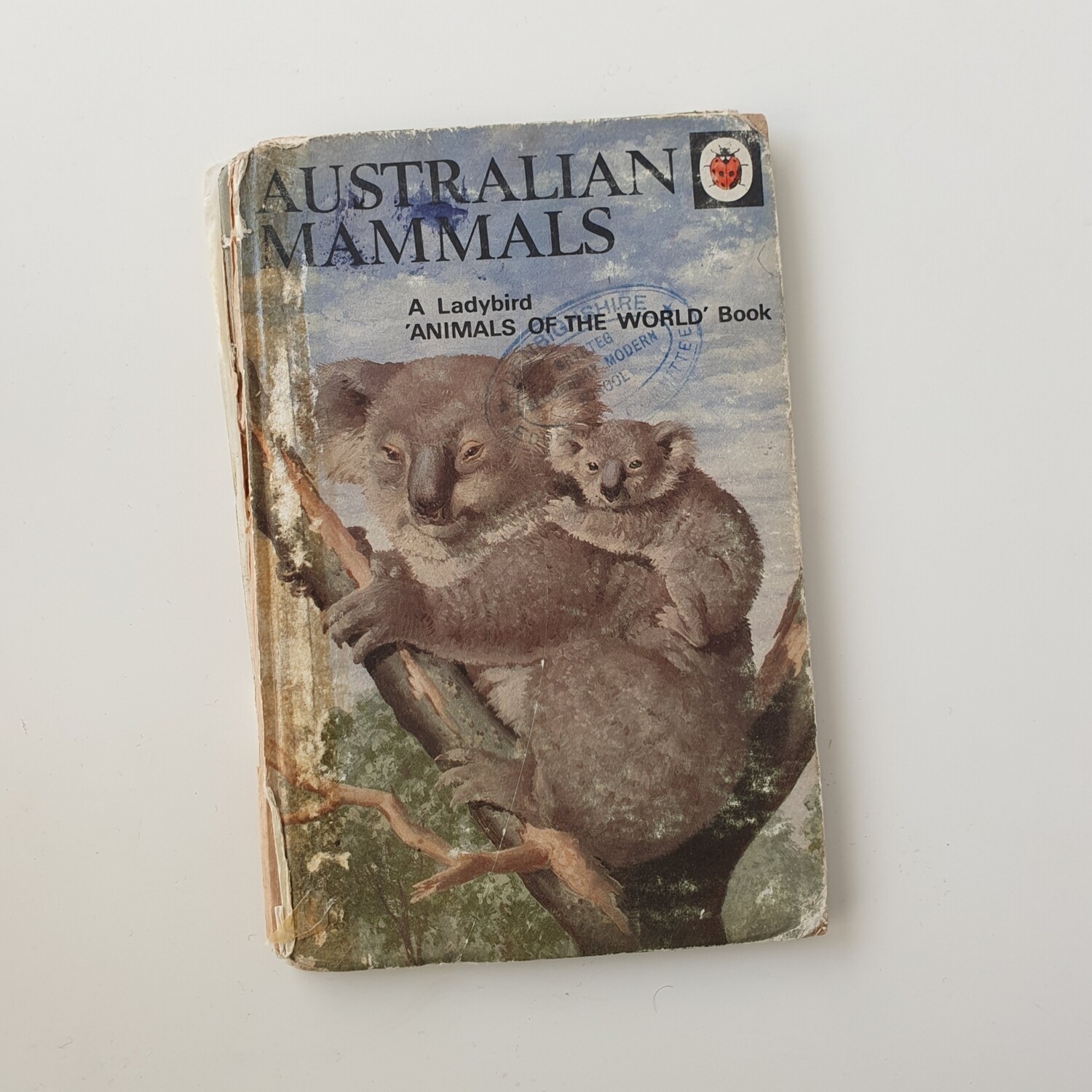 Australian Mammals - Koala bear