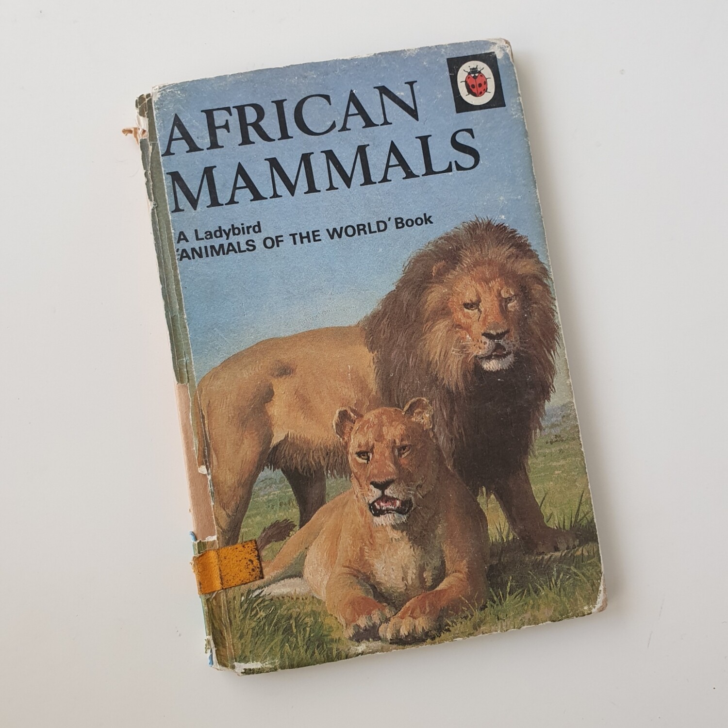 African Mammals - lions