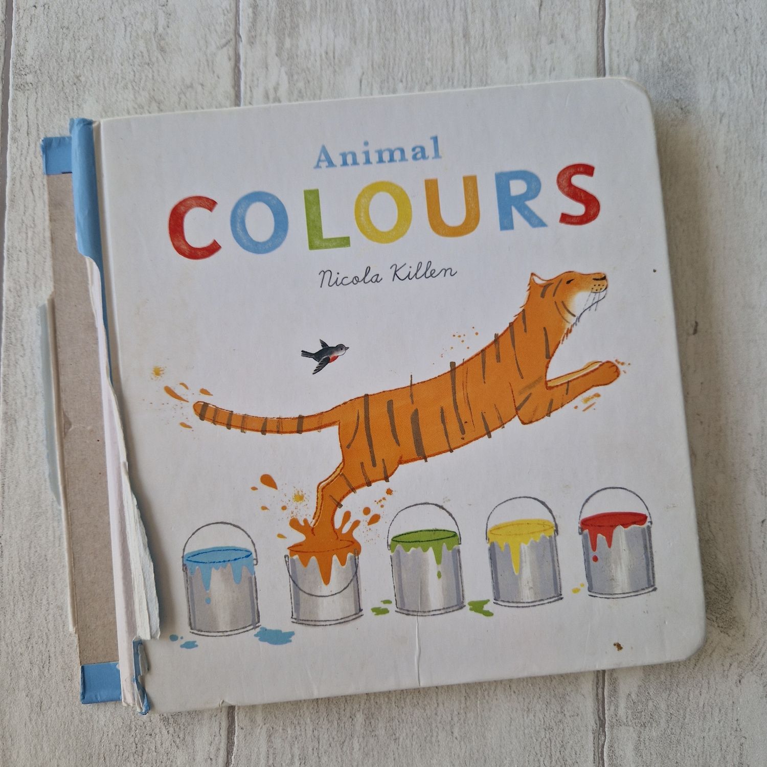 Animal Colours - Tiger