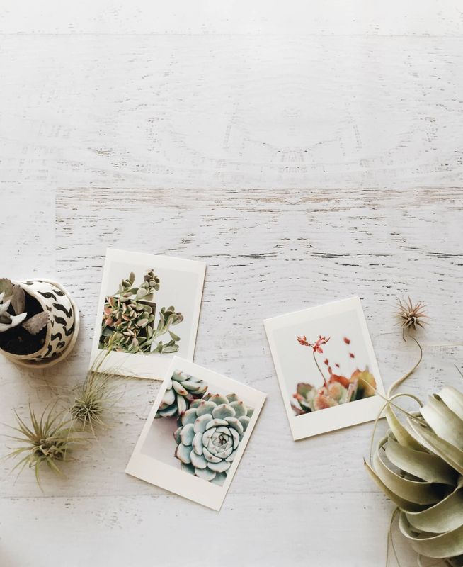 Succulent Garden Notecards