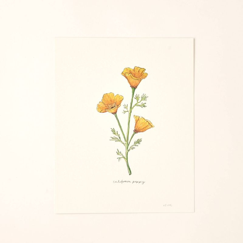 California Golden Poppy Wildflower Art Print Home Wall Decor