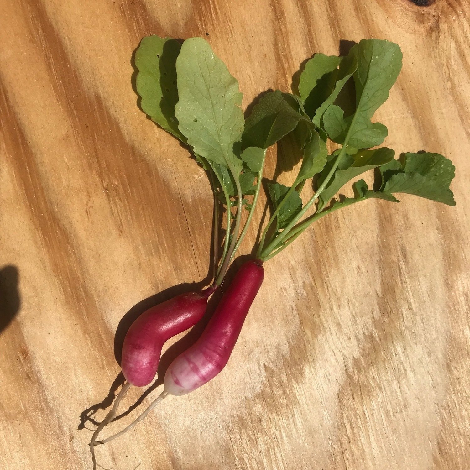 French Breakfast Radish
