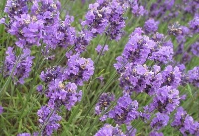 Lavender Aged Dark Balsamic Vinegar