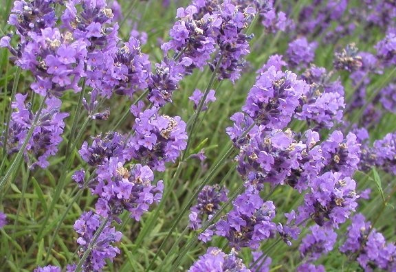 Lavender Aged Dark Balsamic Vinegar