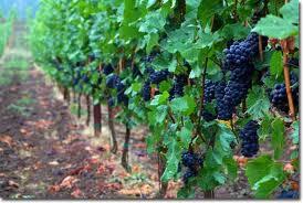 Pinot Noir Wine Vinegar