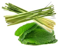 Lemongrass Mint Aged White Balsamic Vinegar