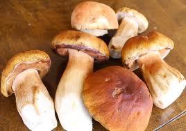 Porcini Oil