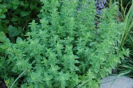 Oregano Aged White Balsamic Vinegar