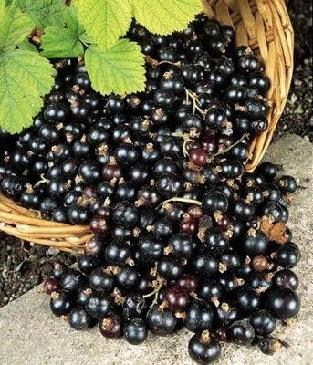 Black Currant Aged Dark Balsamic Vinegar