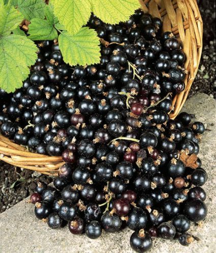 Black Currant Aged Dark Balsamic Vinegar