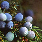 Juniper Berry Aged Dark Balsamic Vinegar
