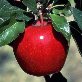 Red Apple Aged Dark Balsamic Vinegar