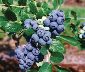 Wild Blueberry Aged Dark Balsamic Vinegar