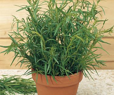French Tarragon Aged White Balsamic Vinegar
