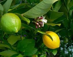 Green Lemon Extra Virgin Olive Oil