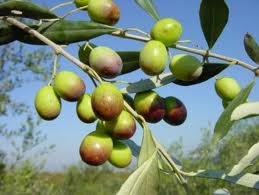 Melgarejo Frantoio Extra Virgin Olive Oil